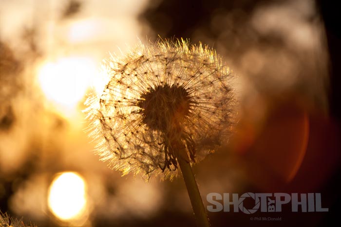 Dandelion
