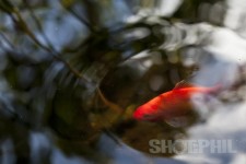 Goldfish