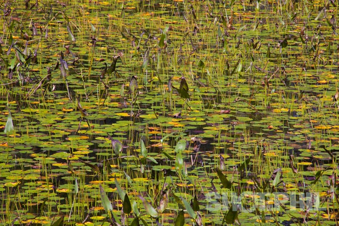 Pollack's Pond
