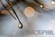 Water Drop