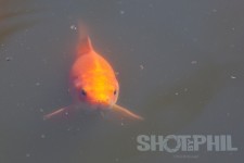 Goldfish